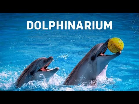 DUBAI DOLPHIN SHOW | Dolphinarium | Places to visit in Dubai | Telugu Couple Travellers