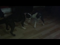 Boston Terrier having fun together funny