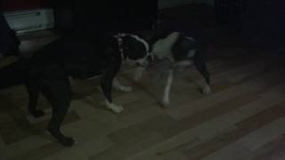 Boston Terrier having fun together funny
