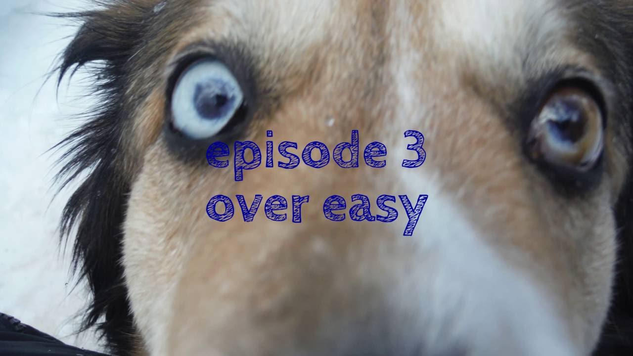 jumpy the knight cat episode 3 over easy 