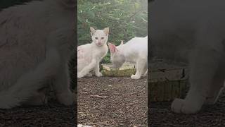 The Lonely Lives Of White Stray Cats A Heartbreaking Look At Abandonment