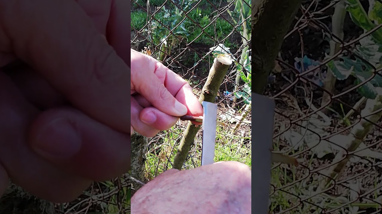 INNESTO PRUGNO A CORONA