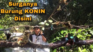 Surganya Burung Kolibri Ninja Disini