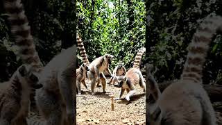 Animals playing Tipcat game|#shorts#short#viral