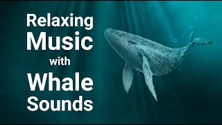 Meditation Music with Whale Sounds for Deep Sleep Stress Relief Relaxing by Relaxation and Mindfulness 247 views 9 months ago 1 hour, 1 minute