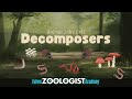 Understanding Decomposers