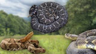 Can I Find ALL 3 Vipers in PA???