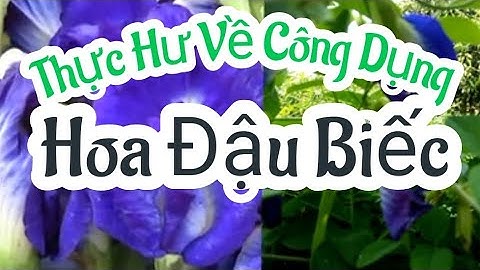 HOA ĐẬU BIẾC /TÁC DỤNG VÀ TÁC HẠI HOA ĐẬU BIẾC || @thiennhiencanh2579