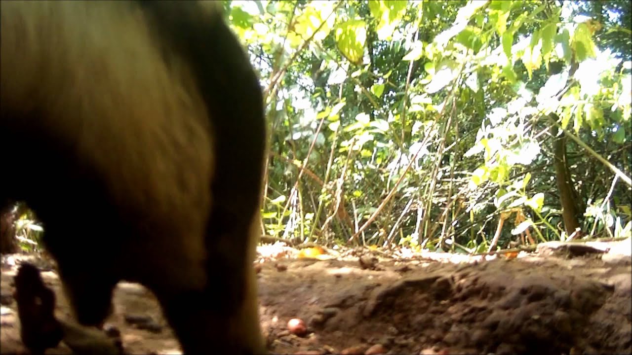 nature kpop Badger on new ground camera test 1