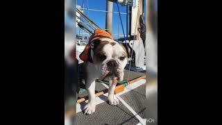 Seadog 30 Ketch. Sailing France summer May 2022 part 3