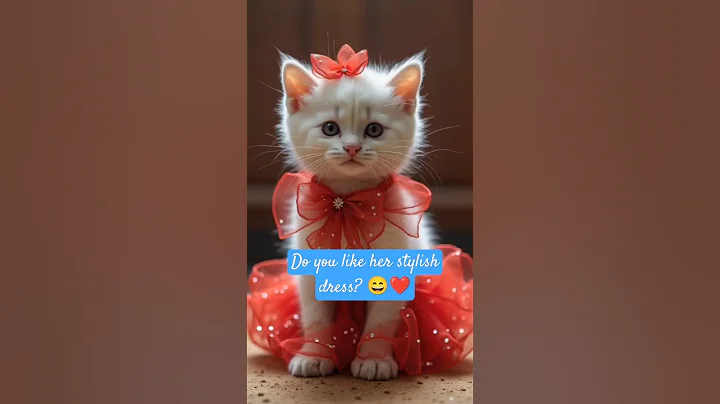 Video 9229651: cute persian cat lover, persian cat animal lover