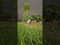 village ka bachpan ...kya din the...only sukoon