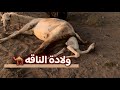 ولادة ناقه 🐪 الحمدلله مافيه اي مشاكل تحتاج انا نتدخل 👍🏻