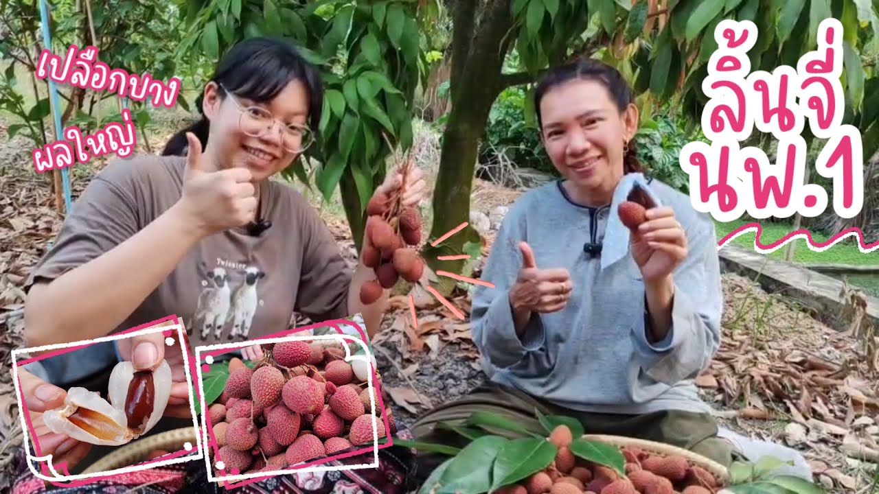 ลิ้นจี่ นพ.1 เปลือกบาง ผลใหญ่ เนื้อเยอะ หวานอร่อย!