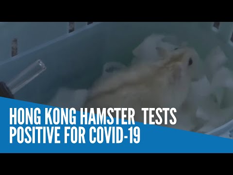 Hong Kong hamster tests positive for COVID-19