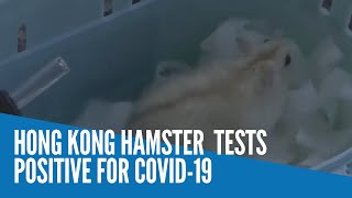 Hong Kong hamster tests positive for COVID-19