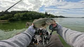 Hunting big mouths in an algae bloom