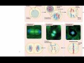 Mitosis meiosis video 2