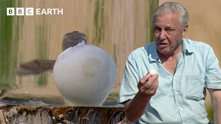 Hatching Turtle Eggs with David Attenborough | BBC Earth Science