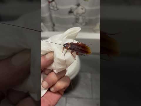 What Bugs Look Like Cockroaches But Fly