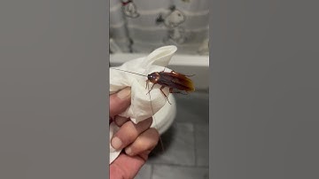 Huge, flying cockroach