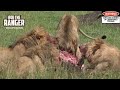 Rival Nomadic Lion Coalitions Share a A Buffalo | Maasai Mara Safari | Zebra Plains