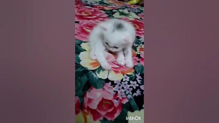 Watch the video about Bili gai dilli #funny #tiktok #wedding #catvideos #shortfeed #cute #trending