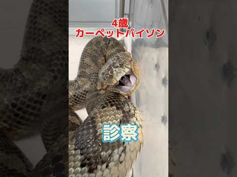脱皮がうまくできなくて口が赤い4歳のカーペットパイソンが動物病院にやって来た！