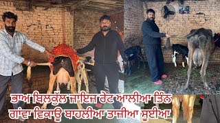 14 February 2026 ਫੋਨ 99144-60394 👈 4-3 ਵੈੜਾ ਤਾਜੀਆ ਸੂਈਆ ਬਹੁਤ ਬਰੀਡ ਆਲੀਆ ਬਿਲਕੁੱਲ ਨੋਰਮਲ ਜਿਆ 