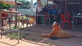 Big Tiger vs Real Dogs Prank   Must Watch Best Funny Video Prank Dogs With Big Fake Tiger PART25