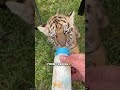 Man love for orphaned tiger cub will warm your heart animals shortstiger