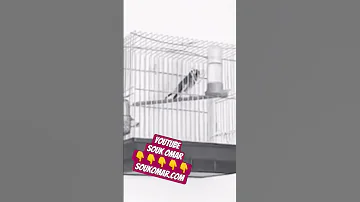 بتبتات قوية 