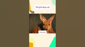 Khi kangaroo là nhân vật chính  |  Những khoảnh khắc hài hước của các loài vật