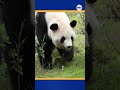 It’s panda-monium! Pandas Ping Ping and Fu Shuang are heading to Zoo Atlanta