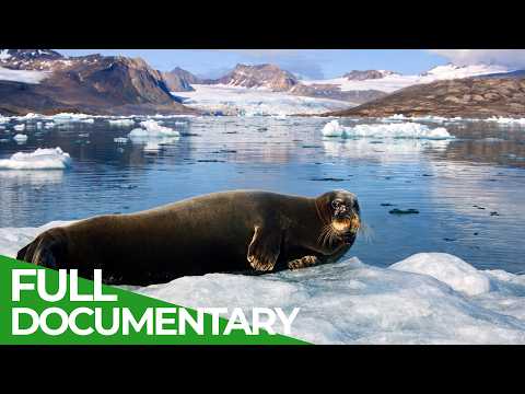 Cold Coasts: Life on the Arctic Edge