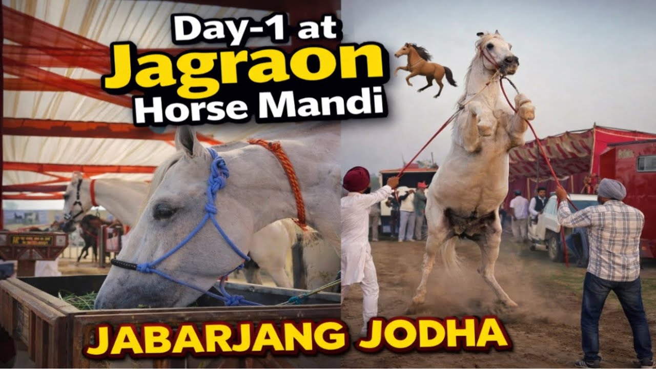 Jagraon Horse Mandi 2026 te ponche JABARJANG te JODHA⛳️