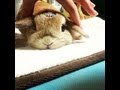 うさぎのモキュ様 おでこのシールに気付かないもきゅりん。 Mr.mokyu which does not notice the seal of the brow.