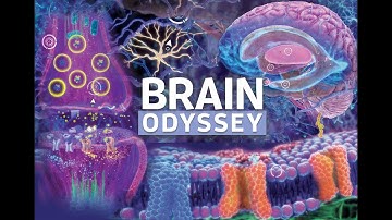 Brain Odyssey: An Interactive Journey Into the Human Brain