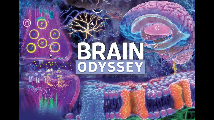 Brain Odyssey: An Interactive Journey Into the Human Brain