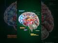 What Happens Inside Your Brain Every Second? #3danatomy #humanbody #medicalanimation