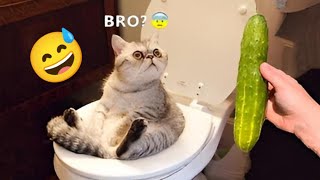 amazing😇 Funniest Animal Videos 😻🐶  Funny Cats invited to the Dog Party #11