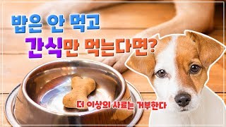 입이 짧은 강아지, 밥안먹는 댕댕이 , 간식만 먹는 아이