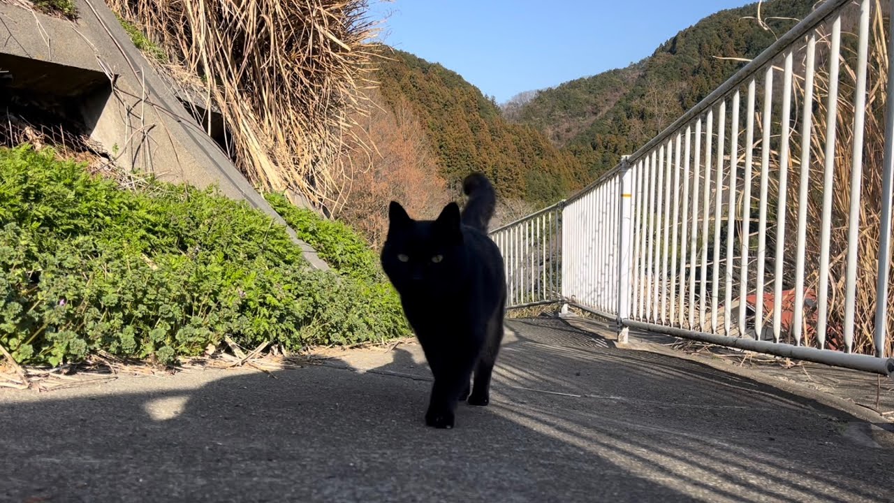 黒ねこ　11号 坂道で追いかけてくる黒ねこちゃん No.1143 2026年 3月 8日