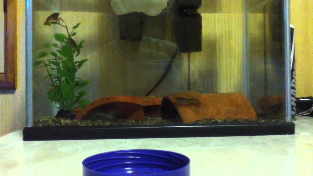 ザリガニ水槽立ち上げてみた Youtube