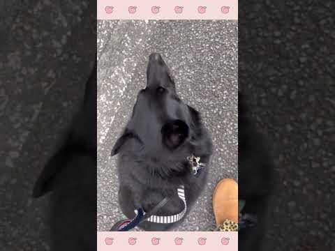 犬のようちえん・ほいくえん・スキッパーキ・散歩#犬のしつけ#shorts
