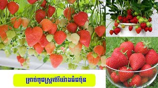 ពូជស្ត្រប់ប៊េរី ដែលមានផលិតភាពខ្ពស់ ឆាប់បានប្រម៉ូលផល