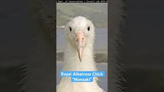 Eye-to-eye with one of the largest birds on the planet #royalcam #birds #live