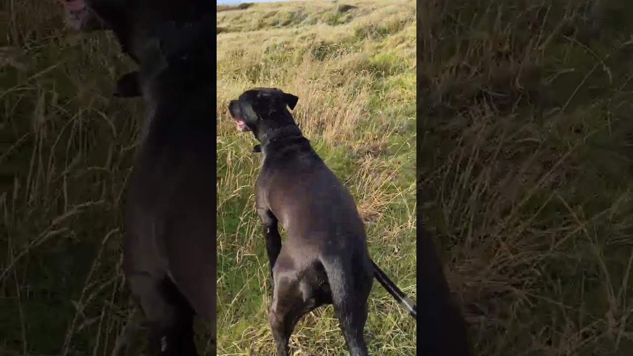 Morning Dog Walk to Get Fit | Raw, Unedited Walk (NZ)