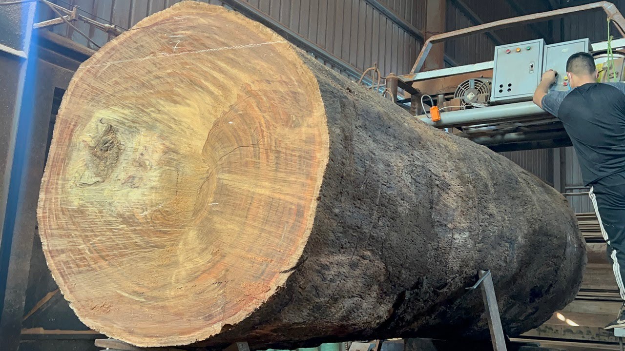 The Process Of Producing Raw Wood | Giant Ironwood, Excellent Sawmill ...
