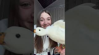 Why Owning One Duck Is A Bad Idea